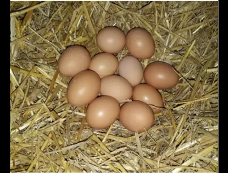 Oeufs bio fermiers