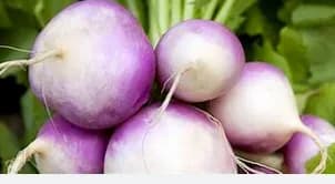 Légume BIO / Navets  nouveaux