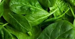 Légume BIO / Epinards