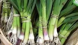 Légume BIO  / aillet tige
