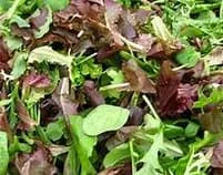 Légume BIO  / Mesclun 