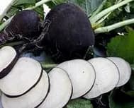 Légume BIO / Radis noir