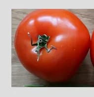 Légume BIO tomate ronde