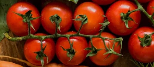 Légume BIO tomate cerise'