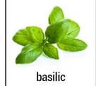 Légume BIO basilic